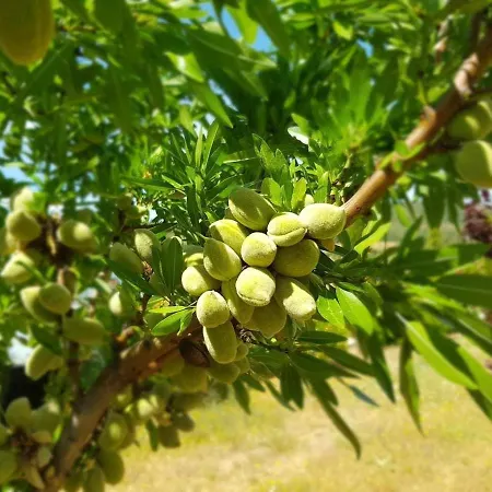Quinta Dos Avidagos فيلة *