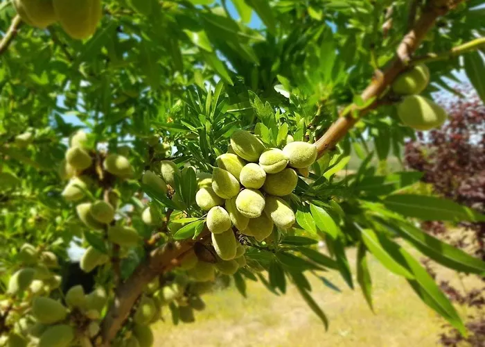 Quinta Dos Avidagos - Agroturismo, Villa *